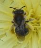 Eucera nigrifacies